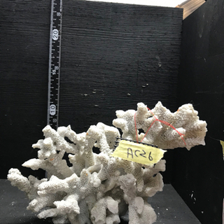 ac26 サンゴ 珊瑚 飾りサンゴ 