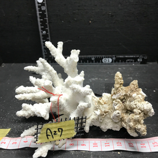 a27 サンゴ 珊瑚 飾りサンゴ