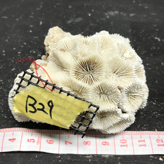 b29 サンゴ 珊瑚 飾りサンゴ