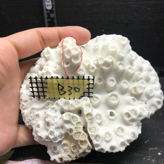 b30 サンゴ 珊瑚 飾りサンゴ