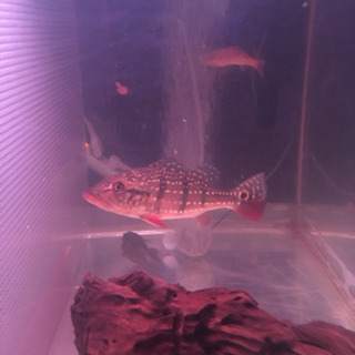 キクラ3匹セット お買い得 熱帯魚