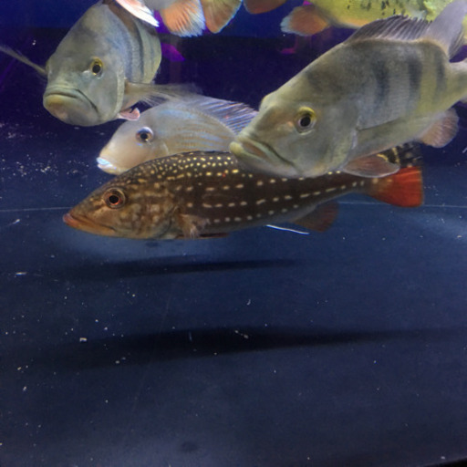 キクラ3匹セット お買い得 熱帯魚
