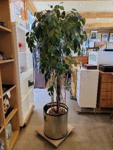 観葉植物(フェイク)ベンジャミン