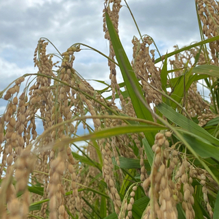 🌾リピートNO1🌾令和3年産🌾コシヒカリ🌾玄米30kg🌾農家直売🌾