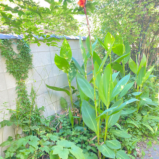 カンナ　大きな花　　