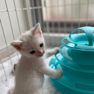 ずっとのお家が決まりました❣️もめん♂& きぬ♀ 推定1ヶ月　白子猫 − 福岡県