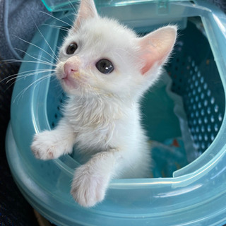 ずっとのお家が決まりました❣️もめん♂& きぬ♀ 推定1ヶ月　白子猫 - 北九州市