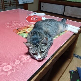 2歳ぐらいのメス猫