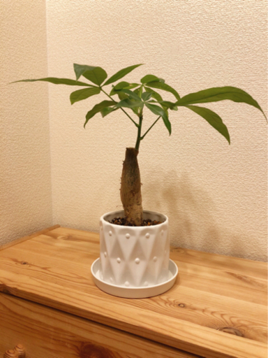 観葉植物　おしゃれなパキラ　38cm　3.5号の陶器の鉢と受け皿付き