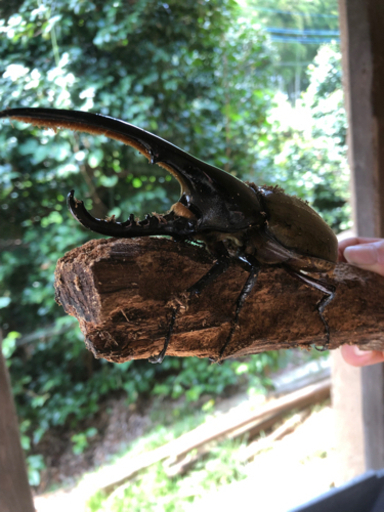ヘラクレスオオカブトムシの成虫ペア