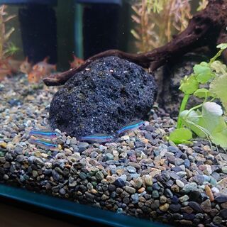 【ネット決済】小型熱帯魚 生体・飼育セット