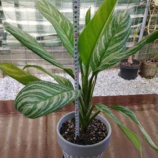 【最終価格】アグラオネマ　カーティシー 現品お届け】アグラオネマ ニティドゥム カーティシー Aglaonema
