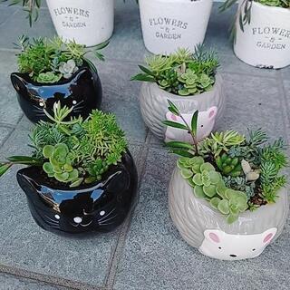 ⭐寄せ植え⭐お安く。お値段3種類 【2】