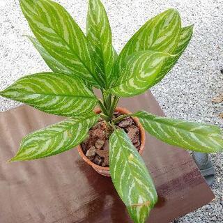 希少種】アグラオネマ カーティシー