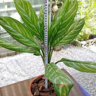 希少種】アグラオネマ カーティシー
