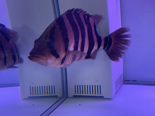 ダトニオ 太いバント 約26cm 発色よし 最終価格 値引き済