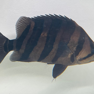 ダトニオ 綺麗なバント 30cm 格安