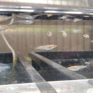 メダカ🐟️乙姫‼️価格変更しました。