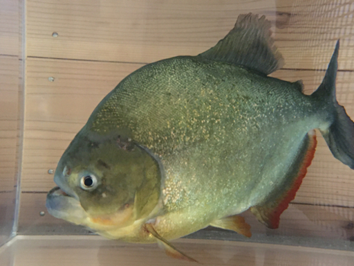 ピラニア　ノタータス　32cm