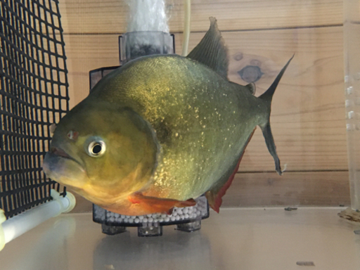 注目❣️値引き】ピラニア ノタータス 約25cm 【公式通販】