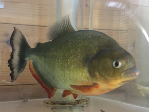 【注目❣️値引き】ピラニア　ノタータス　約25cm