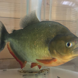 ピラニア ノタータス 5匹まとめて【値段交渉可】