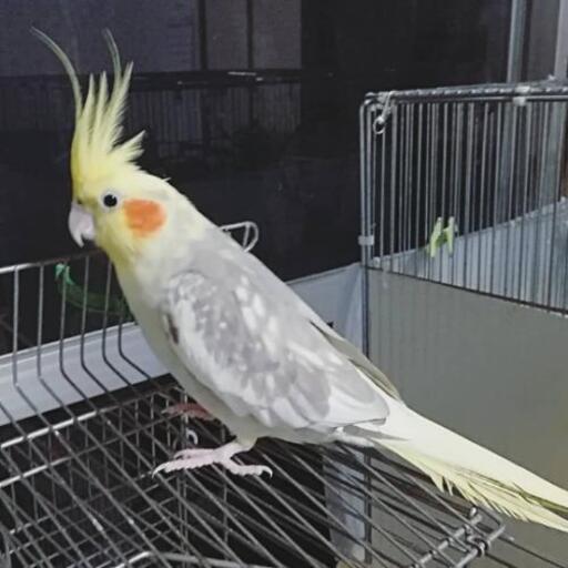 オカメインコ シナモンパールパイド 女の子 (いちごま) 森林公園の