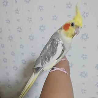 オカメインコ シナモンパールパイド 女の子