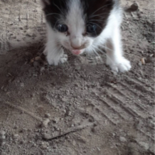 産まれたての子猫2匹