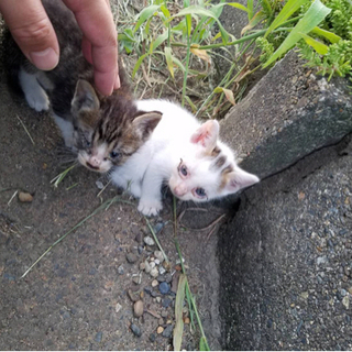 里親候補が決まりました