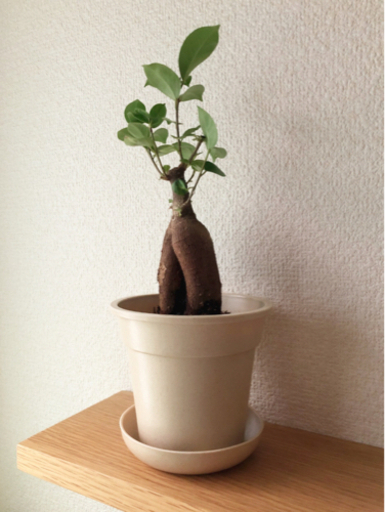 観葉植物　ガジュマル⑤　28cm　ナチュラルカラーの3.5号の鉢と受け皿付き