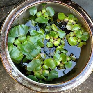 水草ホテイアオイ差し上げます