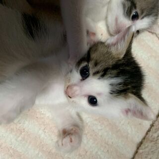 オスメス4匹います💛生後1か月～2か月★子猫