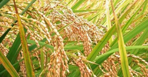 令和２年産中通りひとめぼれ30キロ玄米