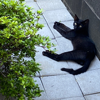 野良猫が連れてきた黒猫ちゃんです　お話中です！ − 兵庫県