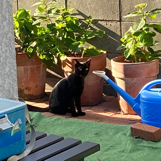 野良猫が連れてきた黒猫ちゃんです　お話中です！ - 姫路市