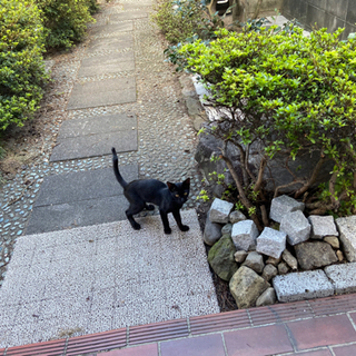野良猫が連れてきた黒猫ちゃんです　お話中です！の画像