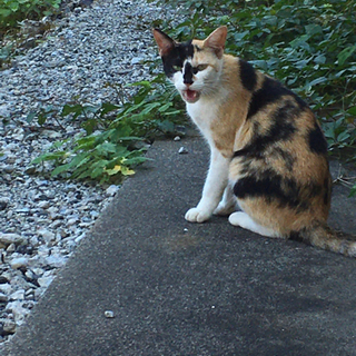 【かわいい三毛猫（鍵しっぽ）】里親募集しています！