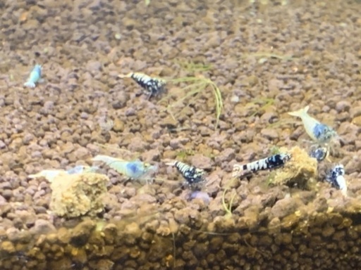 ゼウスシュリンプ20匹とおまけ