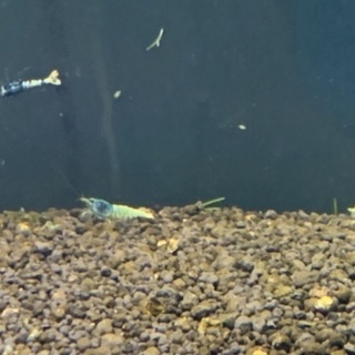 ゼウスシュリンプ20匹とおまけ