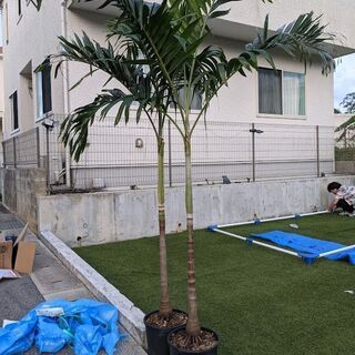 マニラヤシ 小さい苗～2ｍ超えまで⑤ realsportperu.com