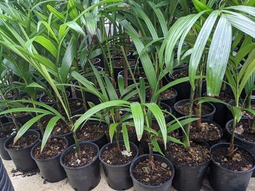 マニラヤシ 2m超え-③