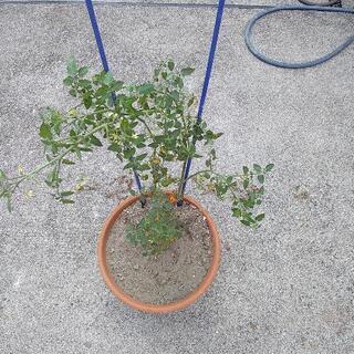 ミニトマト鉢植え