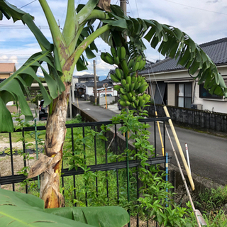 バナナの苗木
