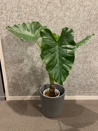 観葉植物：クワズイモ