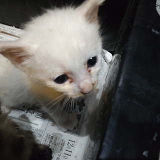 【白猫交渉中】野良猫が庭で出産した白猫を引き取っていただける方を...