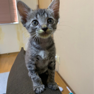 お目目まん丸の子猫です💕 − 大分県