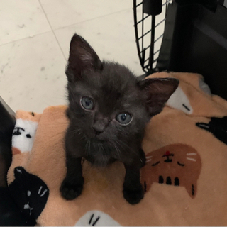 お目目まん丸の子猫です💕 - 中津市