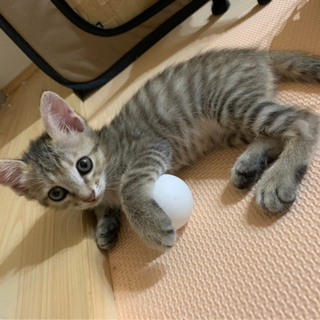 お目目まん丸の子猫です💕 - 猫