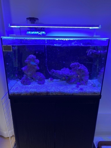 水槽セット（海水魚生体込み）お売りします。